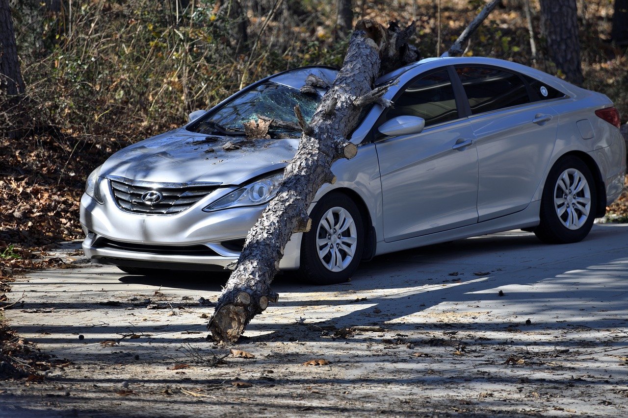 tree fallen on a car