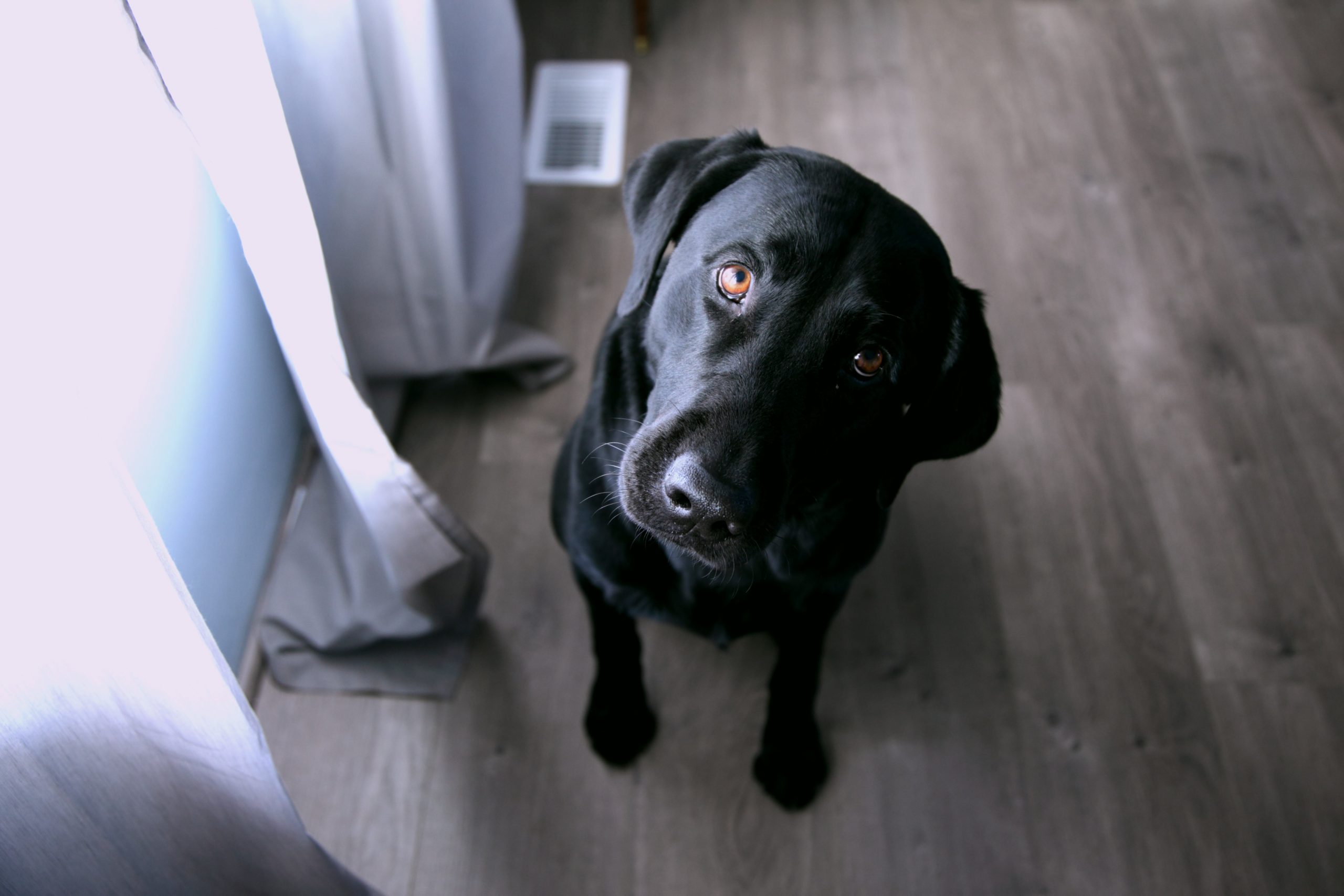Does my homeowners insurance cover dog bites?